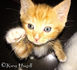 Ginger kitten reaching for the camera