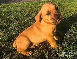 Puppy sticking his tongue out for the camera