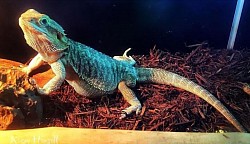 Bearded dragon