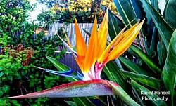 Birds of paradise