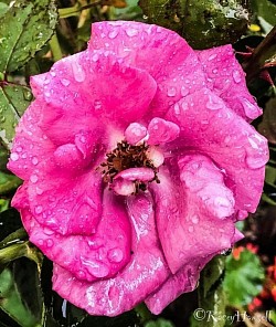 Pink rose after a rain