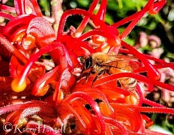 Bee in the wattle flower