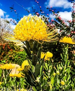 Yellow native flower