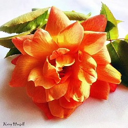 Orange rose