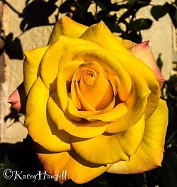 Yellow rose