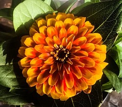 Yellow/orange flower