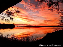 Sunset over the water through the tree