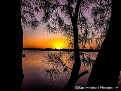 Sunset over the water through the tree nettles