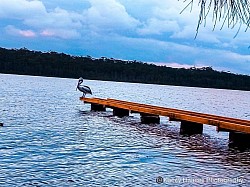 Pelican sits on the end of the jetty