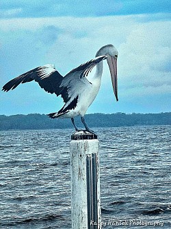 Pelican landing on the post