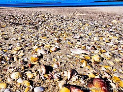 Finding shells as far as you can see