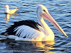 Cheeky Pelican