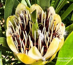 Praying mantis hiding in the native flower bush